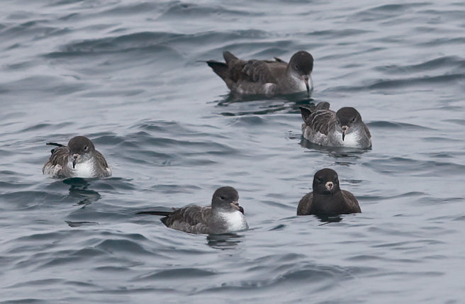 Pink-footed & Flesh-footed Shearwaters